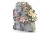 Iridescent Ammonite (Hoploscaphites) Fossil - Montana #316586-1